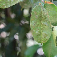 Stemonoporus kanneliyensis Kosterm.